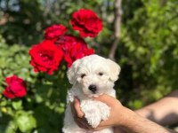 Terrier yavrumuz yeni ailesini arıyor