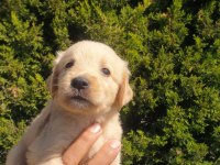 Bebek Yüzlü Golden Retriever Yavrular