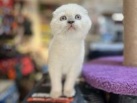 Muhteşem Güzellikte Top Kafa Scottish Fold Yavrular