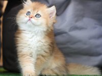 Anne Baba Şecereli Safkan Golden British Longhair Dişi
