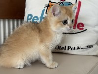 En güzel ny12 golden british shorthair yavrularımız