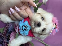 SAFKAN BÜYÜMEYEN KORE POODLE BEBEKLERİ