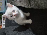 4 erkek 1 dişi britich shorthair yavrularımız