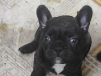 Kan hattı muhteşem french bulldog yavrumuz