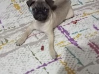 2 aylık pug