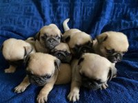Pug mops yavrularımız