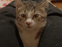 Acil kedi