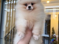 Dişi Pomeranıan Boo