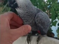 4 aylık full evcil red faktör jako bebek