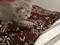25 günlük scottish fold yavrularım sahiplendirilecek
