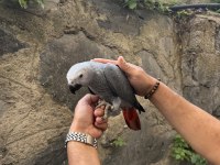 4 AYLIK DEV BOY JAKO PAPAĞANI