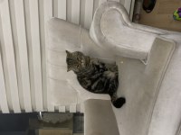 British shorthair paşam yeni sahibini bekliyor