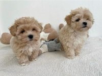 Maltipoo kg garantili yavrularımız