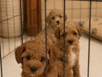 Maltipoo Mini Boy Bebekler