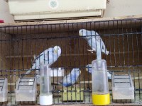 25 adet muhabbet kuşu sahiplendireceğim