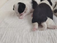 10 günlük yeni şitsu bebekler