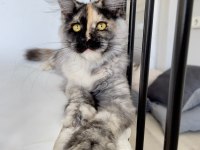 XL Mainecoon Yavruları