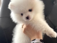 Dişi yavrumuz pomeranian boo teacup sahibini arıyor