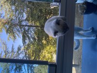 6 aylık scottish fold yavrumuzu sahiplendirmek istiyoruz