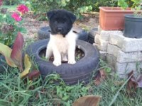 Amerikan Akita yavrularımız