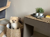 5 aylık sağlıklı dişi pomeranian boo yavrumuz