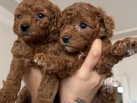 Tea cup toy poodle