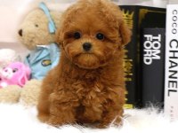 Toy Poodle Yavrularım