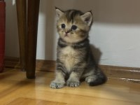 British shorthair bebekleri