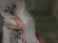 Blue point 50 günlük scottish fold