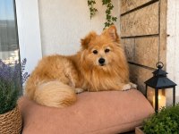 Pomeranian dişi 10 aylık