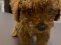 SAFKAN ORJİNAL IRK POODLE YAVRUMUZ