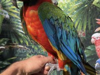 Ara Macaw Papağanı