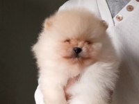 Orijinal Pomeranian Boo