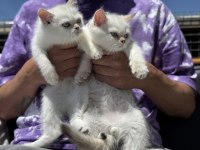 Çok özel beyaz mavi gözlü british shorthair ler