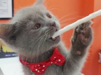 2 Aylık British Shorthair Lilac Yavru