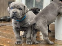 %100 Orjinal Cane Corso Yavrular Kapıda Ödeme Mevcut