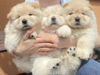 A Kalite Chow Chow Yavrularımız Çin Aslanı