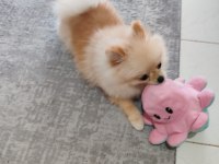 Pomeranian boo mini boy