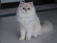 BLH by1133 dişi british longhair
