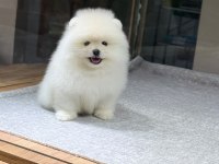 SAĞLIK VE IRK GARANTİLİ POMERANIAN KÖPEĞİ