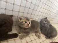 KAHVERENGİ - GRİ BRITISH SHORTHAIR YAVRULAR