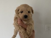 Red Maltipoo