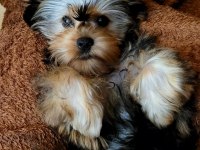Baby fase yorki bebekleri