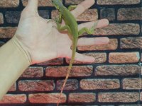 Lime İguana