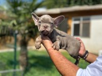 Mükemmel Kalite French Bulldog Yavru