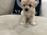 Maltipoo yavrular yeni ailelerini bekliyor