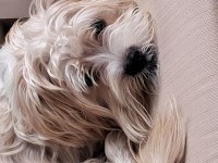 Morkie 9 aylık erkek
