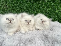 Scottish fold ve british yavrularımız