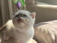 Scottish fold Yavrumuz