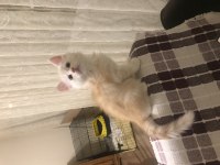 Sevimli oyuncu tatlı maine coon yavrular